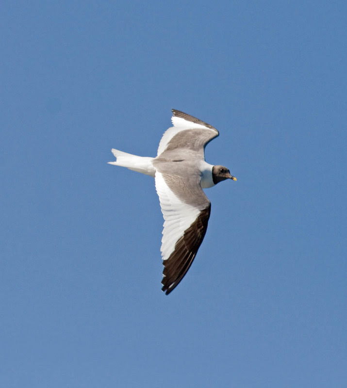 Sabine's Gull Sabine's Gull