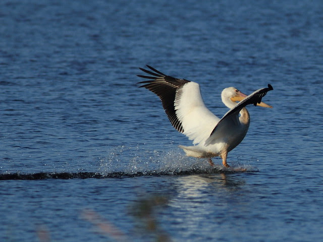 Pelican water ski landing 20121201