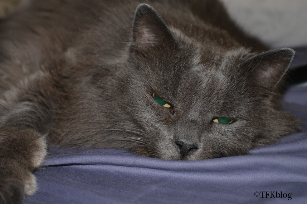 Jack the Nebelung