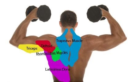 Body Muscle Names / Dr Will McCarthy's Science Site: MAJOR MUSCLES of the BODY : When you first get the list of muscles you need to identify in a&p lab, the names can seem very odd.