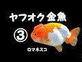200以上 金魚 追いかけ回す 対策 330957-金魚 追いかけ回す 対策