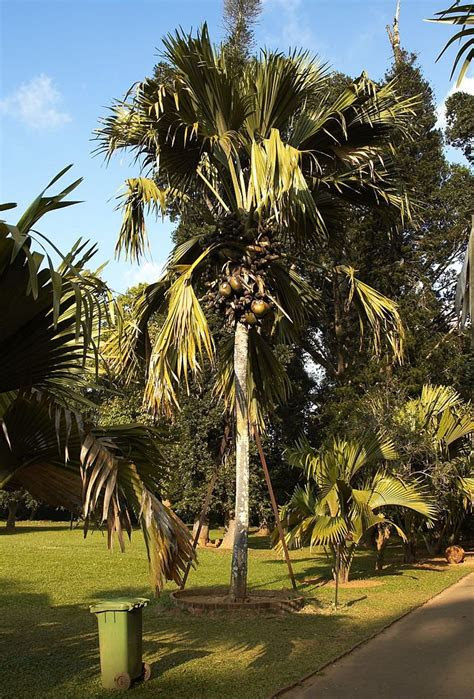In central illinois, elder is practicing a growing trend: Double Coconut, sea coconut or Coco de mer Medicinal uses