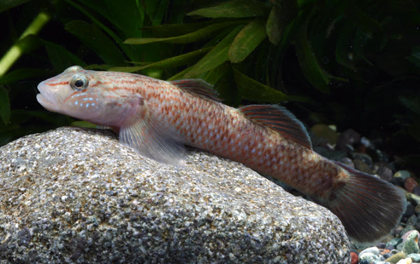 淡水魚類図鑑 ルリヨシノボリ 神奈川県ホームページ