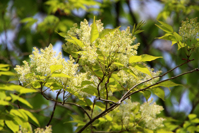 樹木シリーズ158 アオダモ あきた森づくり活動サポートセンター