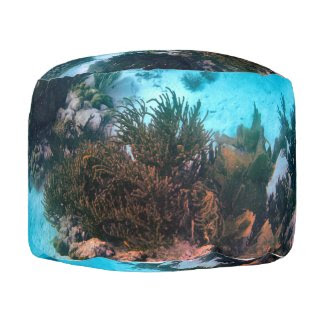 Bonairean Reef