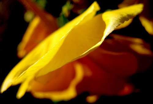 Pansy petal edge
