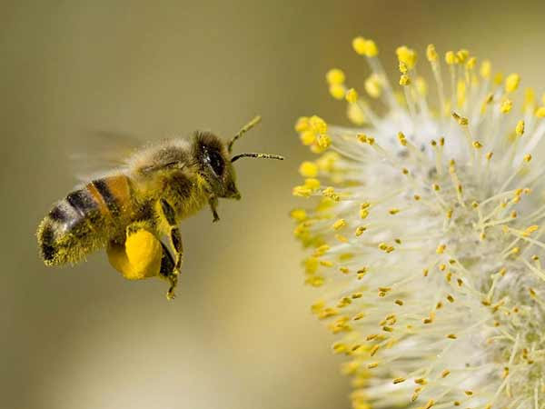 蜂蜜 花粉の力 花粉玉がすごい 健康食品 ビーポーレン ブルーテンポーレン あっぱれ オーストリア