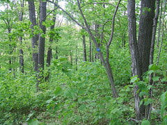 Warner Creek Trail Hike