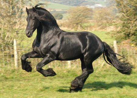 desktop wallpapers horses