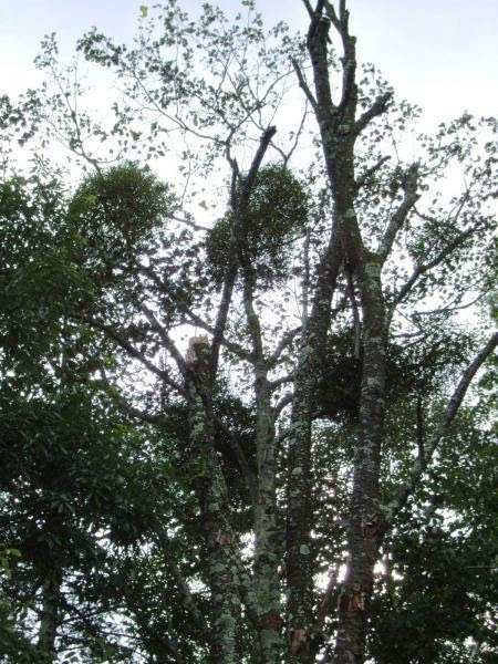 ヤドリギの下でキスをしよう コンセプトグリーン Concept Green