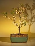 Bonsai Boy's Japanese Flowering Cherry Bonsai Tree prunus serrulata