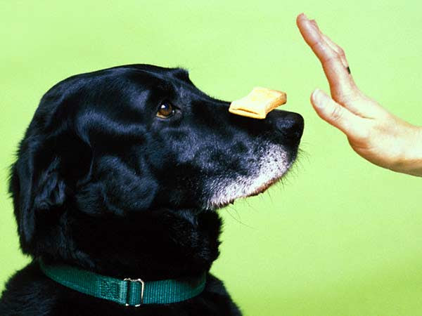 Posts Tagged Training Pet Dogs