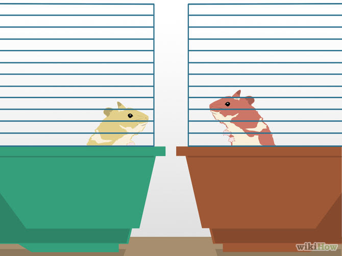 Breed Syrian Hamsters Step 3.jpg