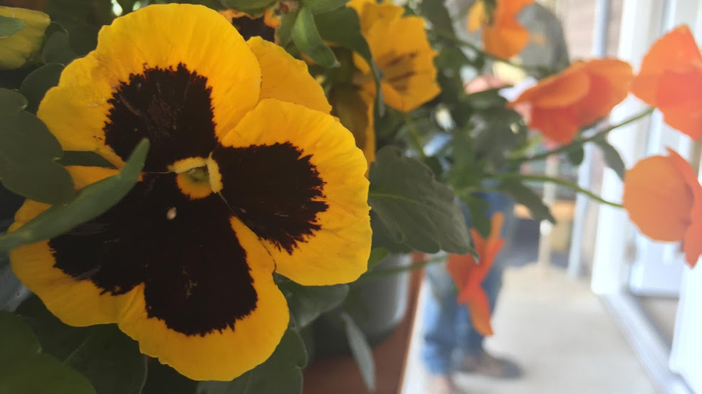 Warm weather is causing plants to bloom | WSET