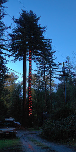 A Neighbor's Christmas Tree (3 of 5)