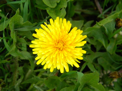 Dandelion 2
