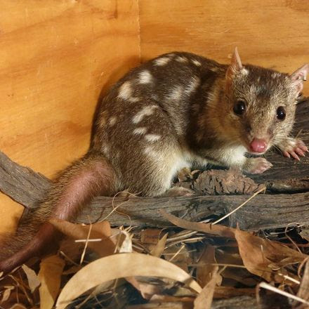 Keeping Australian native animals as pets is a good idea – Opinion – ABC Environment (Australian Broadcasting Corporation)