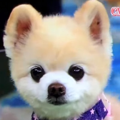 大きなお目目が可愛い 人気のポメラニアン俊介君っていったい何者 犬の総合情報サイト ペットスマイルニュースforワンちゃん