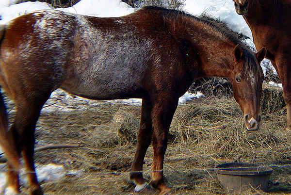 Appaloosa Horse Coat White Pattern The Equinest