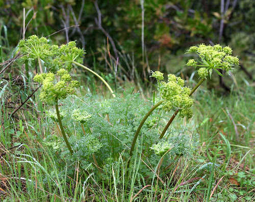Lomatium dasycarpum