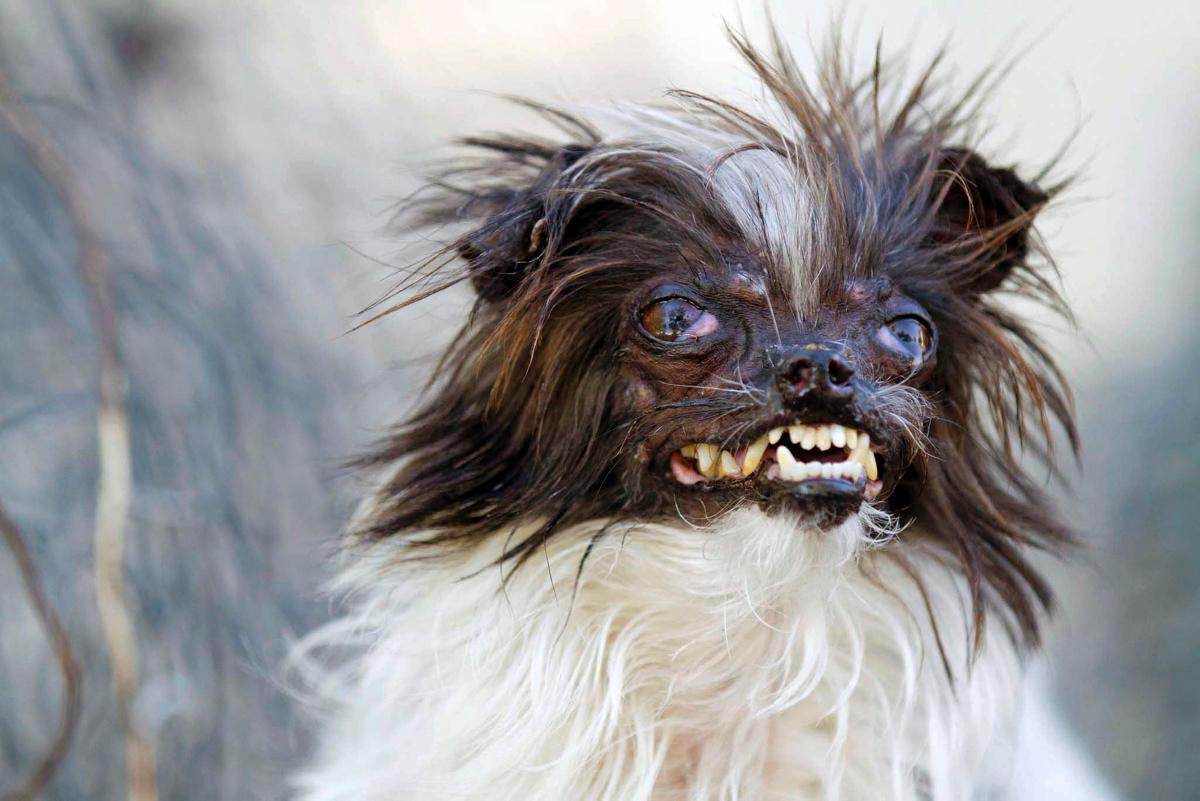 ブサイク犬コンテスト15 Derniere Survie