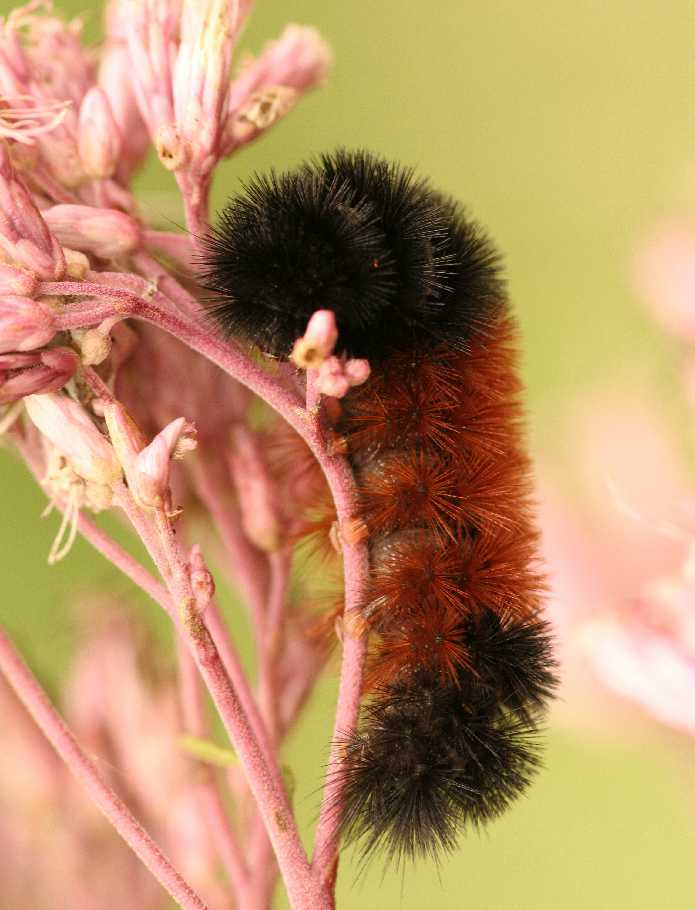 How To Care For A Luna Caterpillar Animals Mom Com