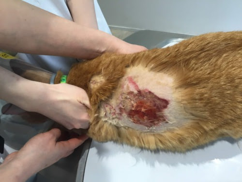 火傷をしてしまったキッカちゃん ブログ お知らせ 福岡県須恵町の動物病院 リヴ動物病院 犬猫専門
