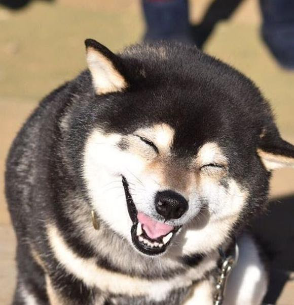 警察犬 交渉担当 犬へのボケ ボケて Bokete