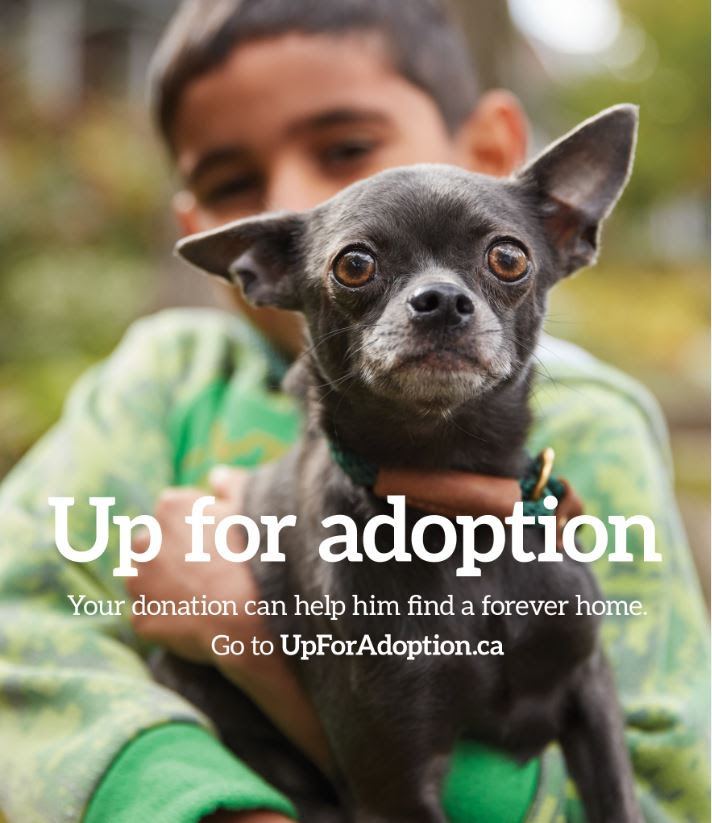 Dave Thomas Foundation Spins Animal Adoption Tropes Strategy