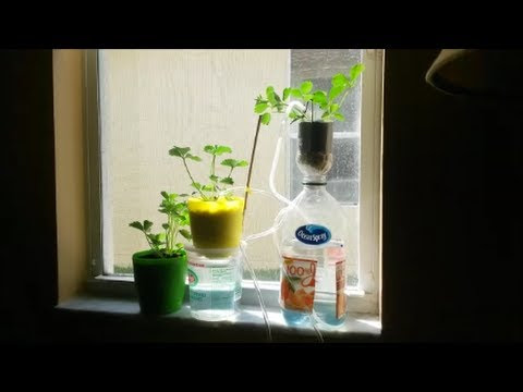 Cheap DIY Windowsill Hydroponics Drip Watering System; updated 07 Feb ...
