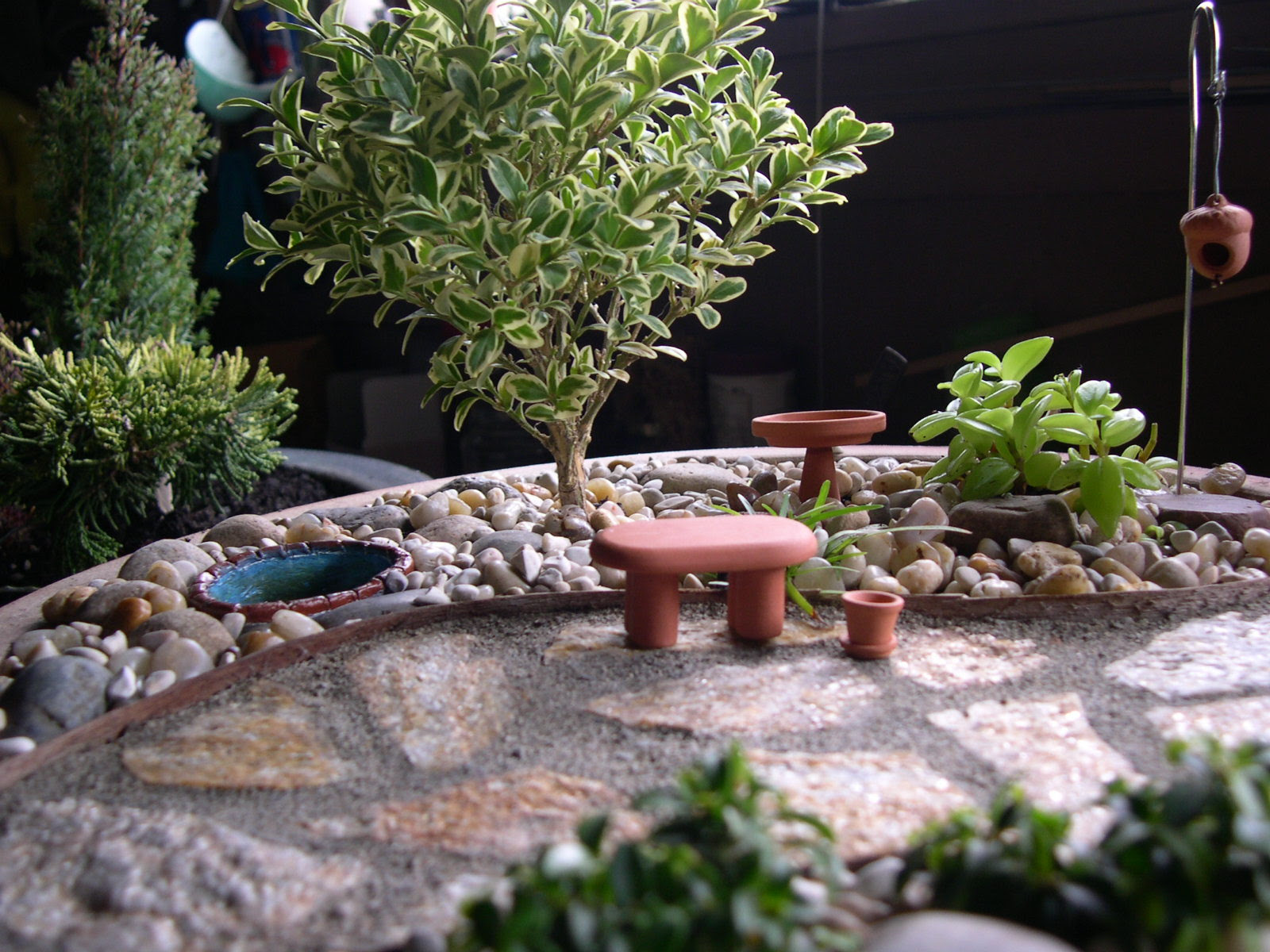  Miniature  Gardening  102 Indoor  vs Outdoor  Plants The 