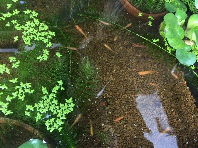 メダカ飼育ではソイル 砂 とかいれなくてもよいの