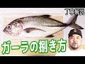 √ダウンロード ガーラ 魚 696023-ガーラ 魚 沖縄