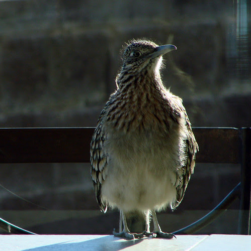 Greater Roadrunner looking through the window at us