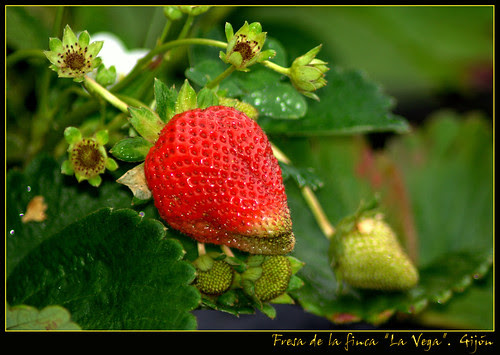 fresa