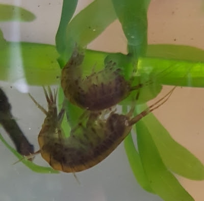 ニッポンヨコエビ 萌萌虫雑記帳