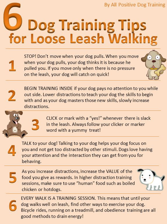 Pin by All Positive Dog Training on Dog Training Advice | Pinterest