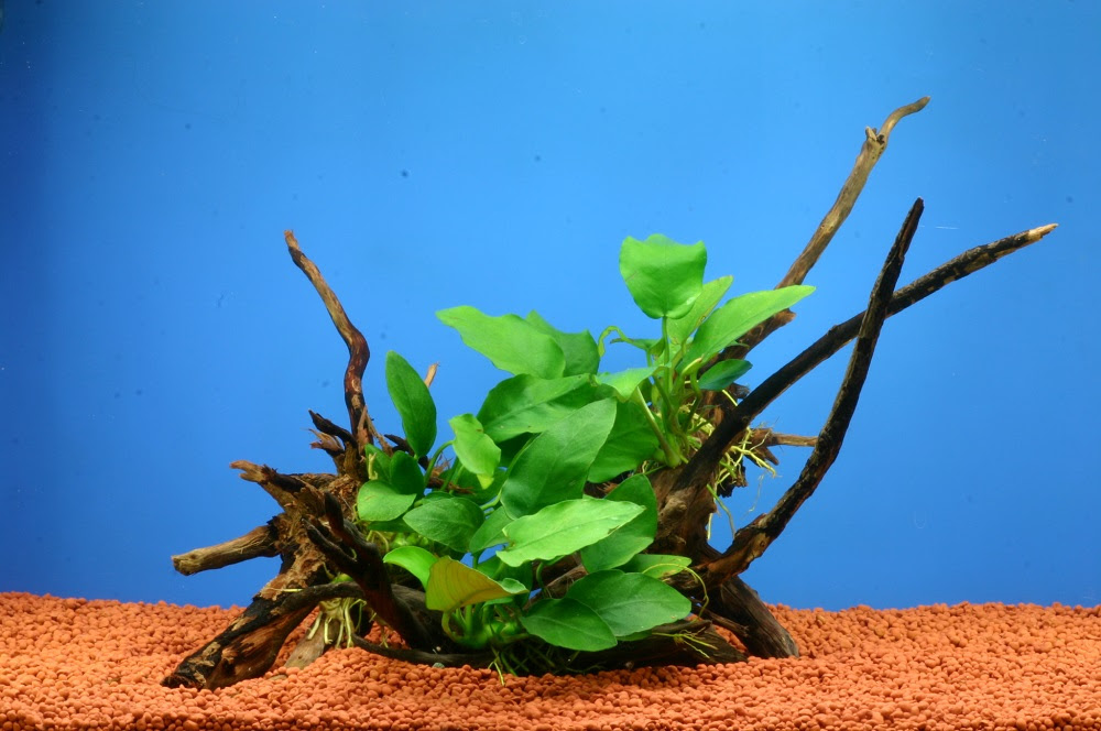 石や流木にくっつく水草 熱帯魚 アクアリウム情報マガジン