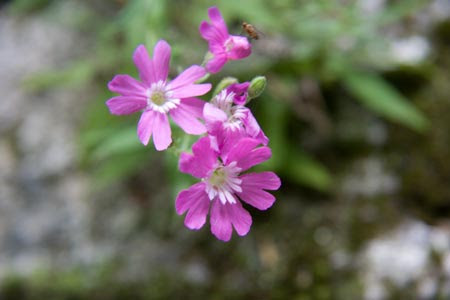 ビランジ 鍋割山荘