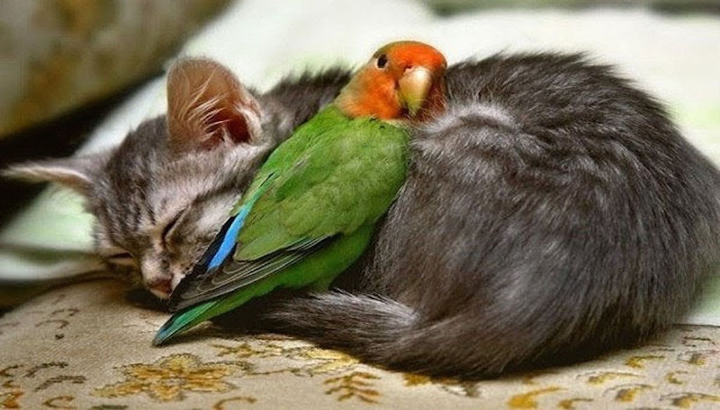 http://www.animalplanet.gr/wp-content/uploads/2015/07/186-1024x583.jpg