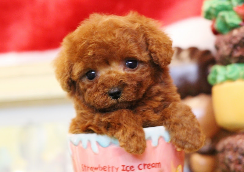 お鼻短いモコモコプードルちゃんのご紹介です トイプードル専門ブリーダー ショップ 大阪高槻市