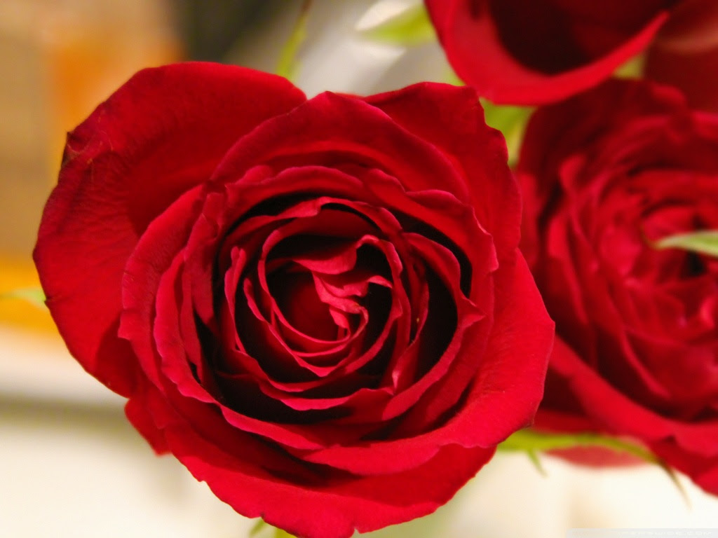 Rose Ultra HD Desktop Background Wallpaper for 4K UHD TV : Widescreen
