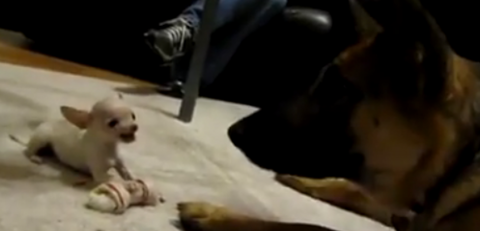 Les petits chiens sont plus agressifs que les grands. ©Capture d'écran de Facebook/ David Sobrá