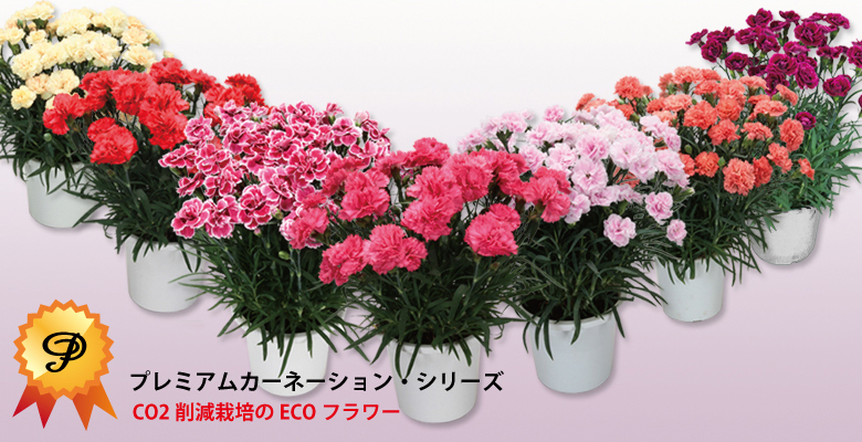カーネーション ワールドアグリエンタープライズ
