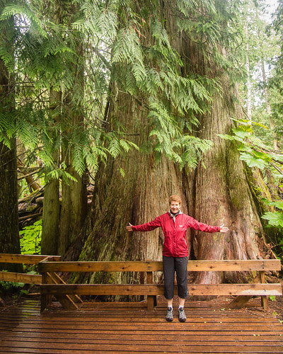 ancient Western redcedar