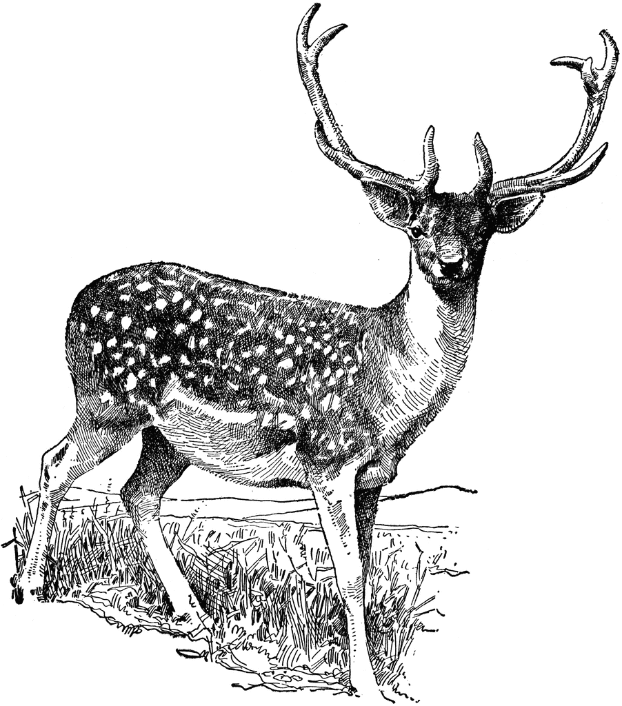 clip art deer hunting