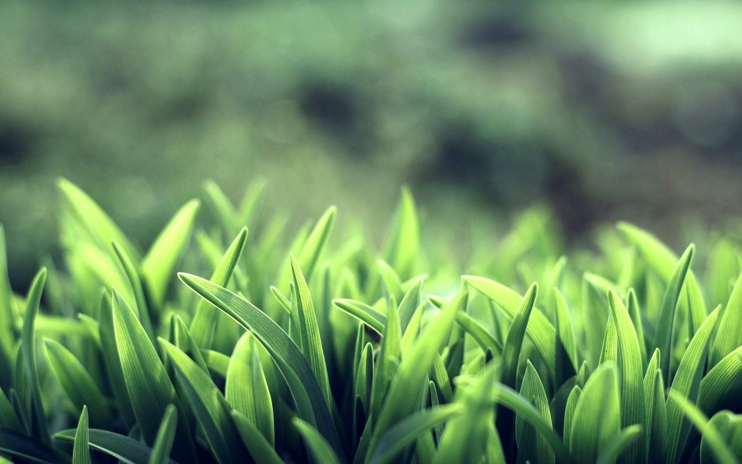 Cool Green Macro wallpaper | 2560x1600 | #12312