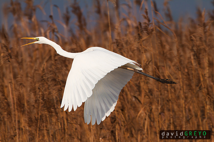 500px favs, rg443