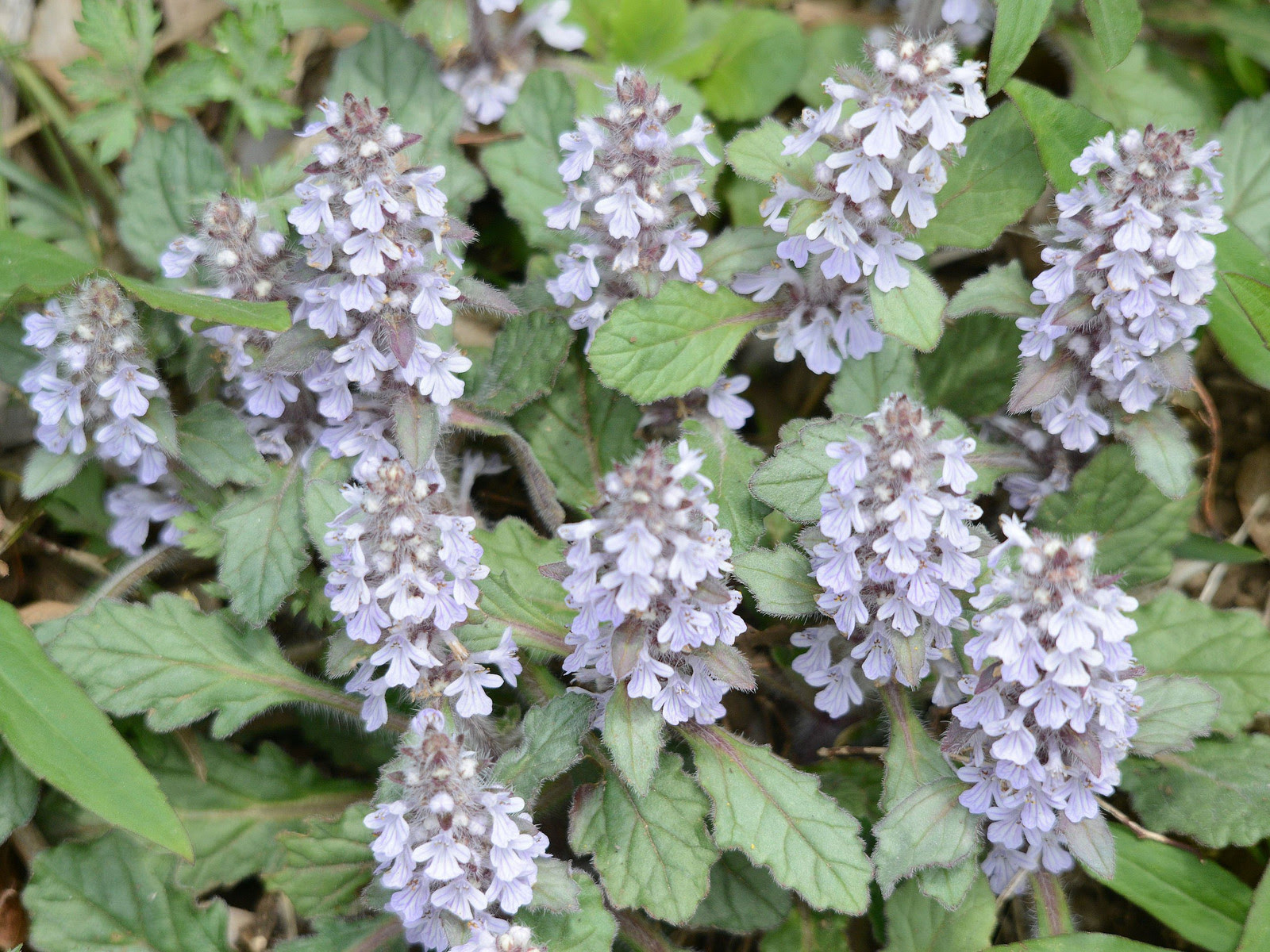 野の花 十二単 蛇苺 立坪菫が咲いていました My Tiny Flower Garden