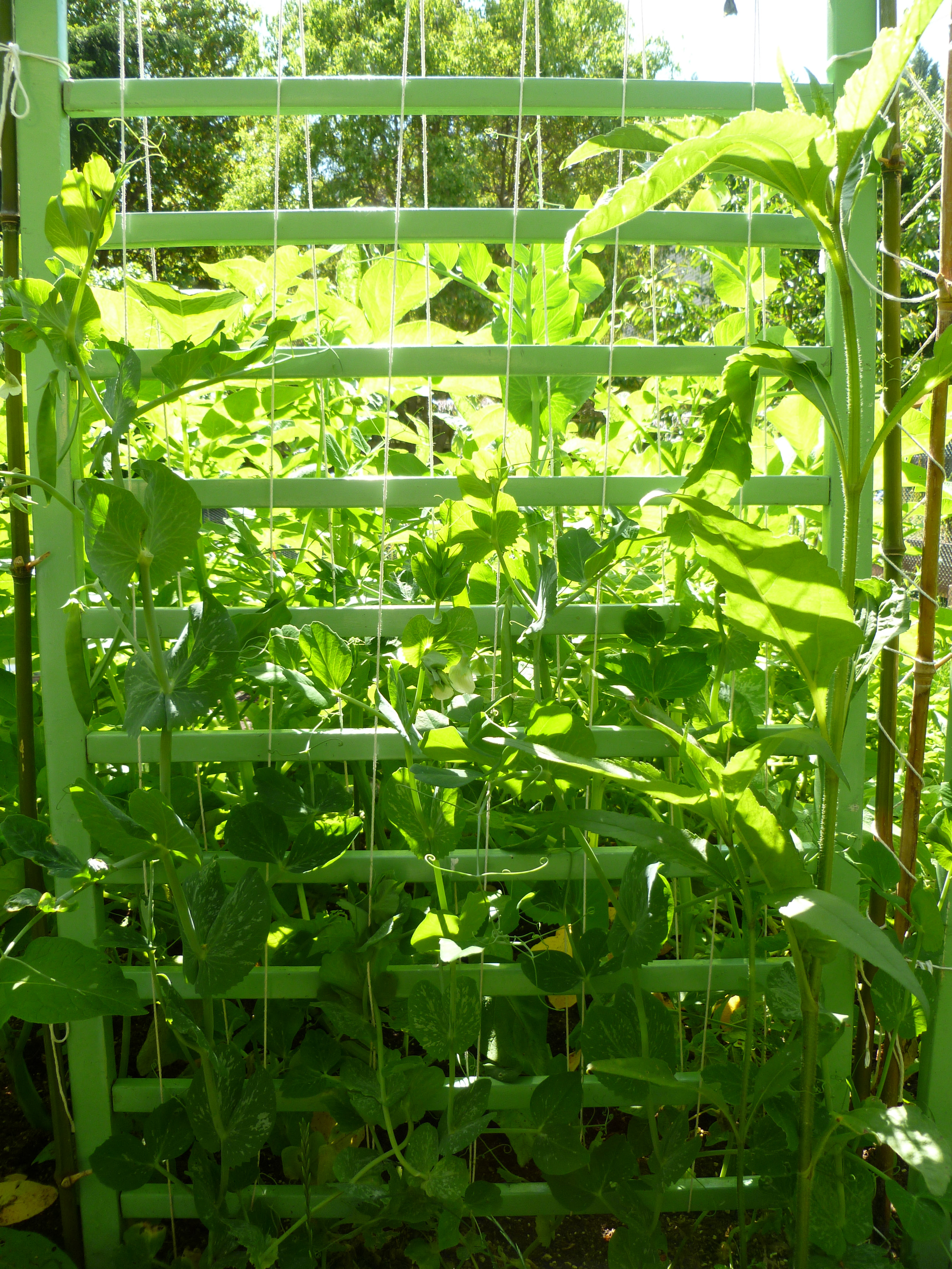 DIY Garden Trellis Ideas Trash Backwards